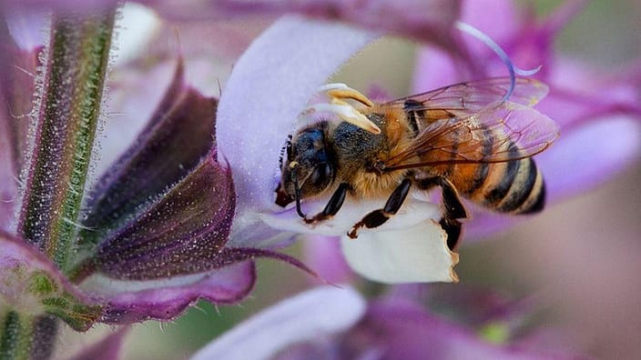 abeja y flor