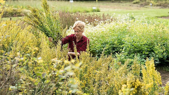 flowerfield