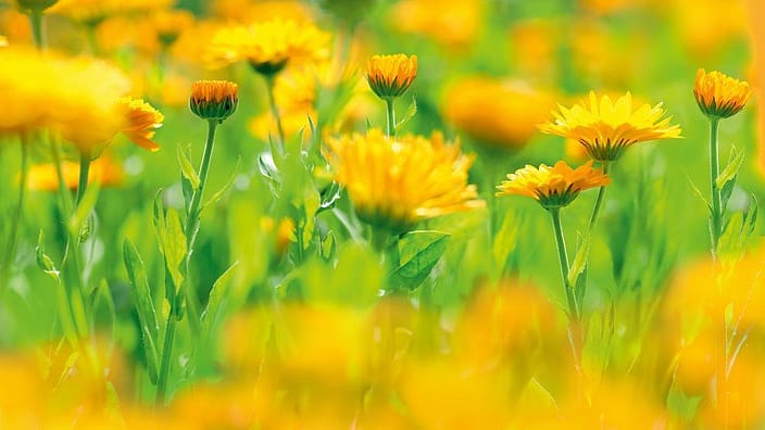 campo de calendula