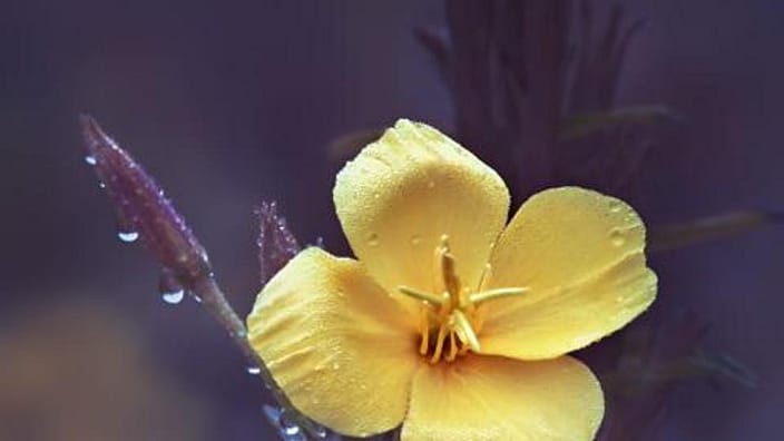 flor de onagra