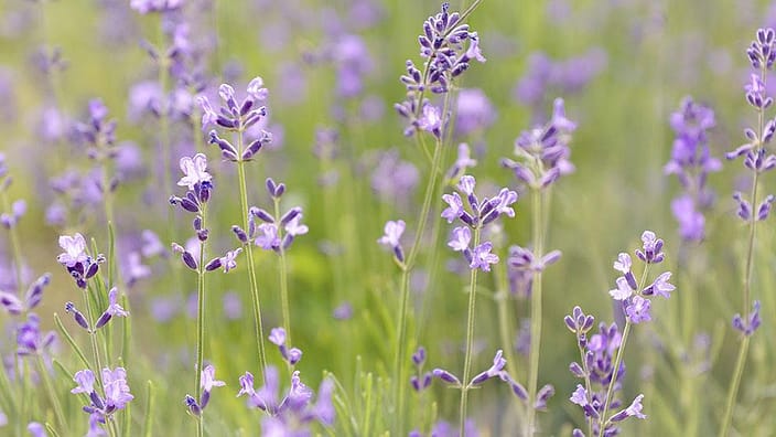 campo de lavanda
