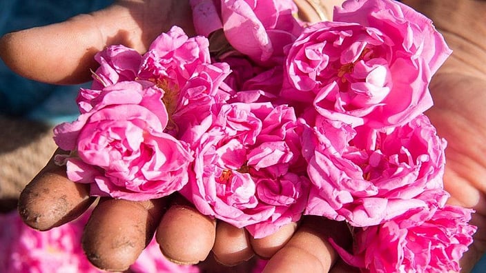 hand holding pink flowers