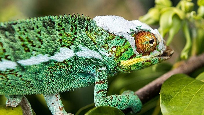 chameleon