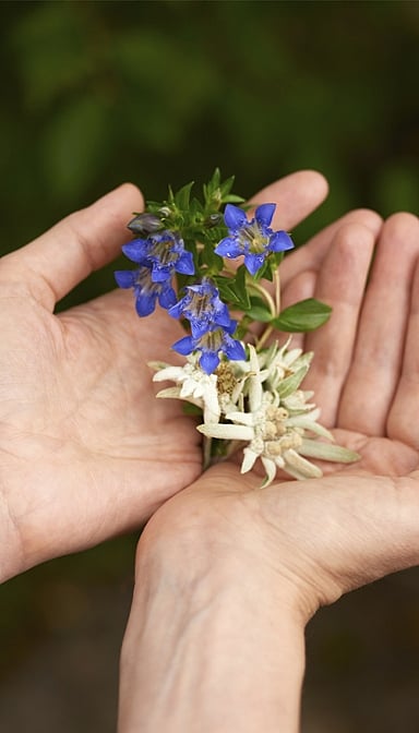 Contorno de Ojos y Labios Redensificante de Genciana Azul y Edelweiss