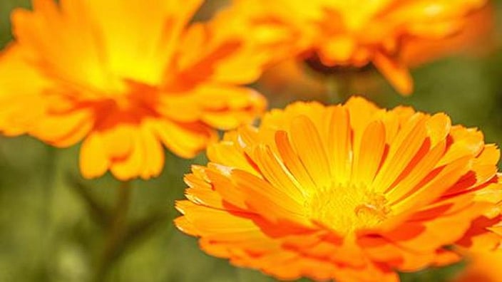 calendula