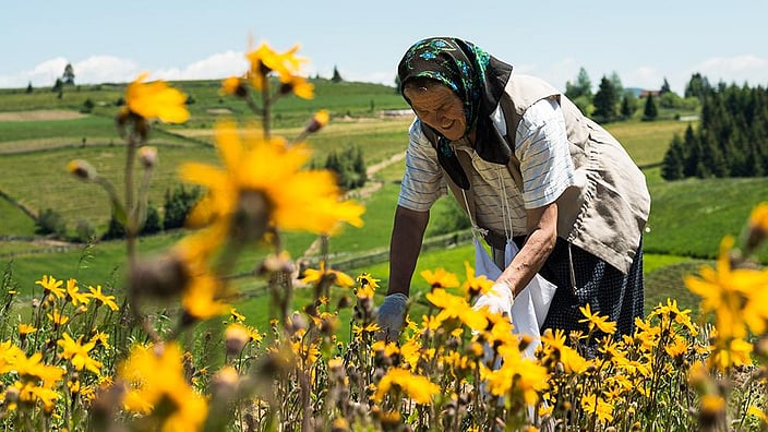 campo girasoles