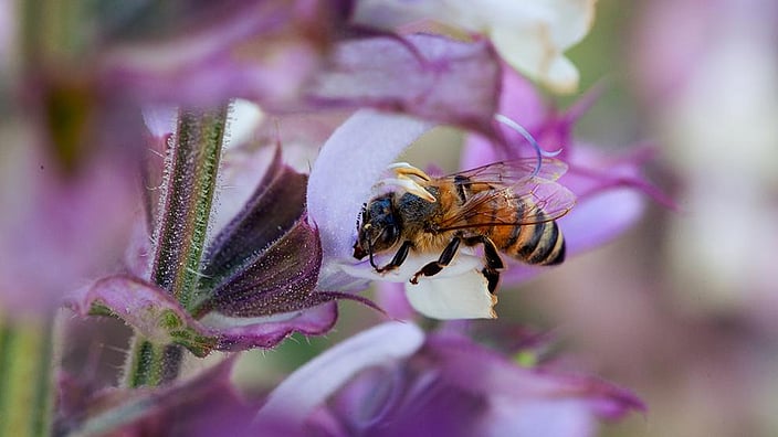 abeja flores