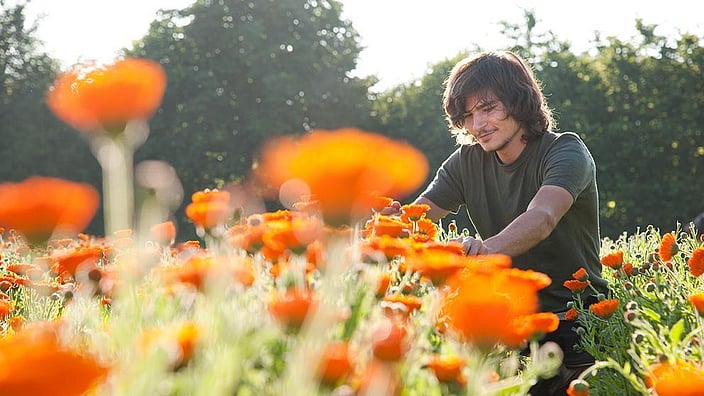 calendula campo