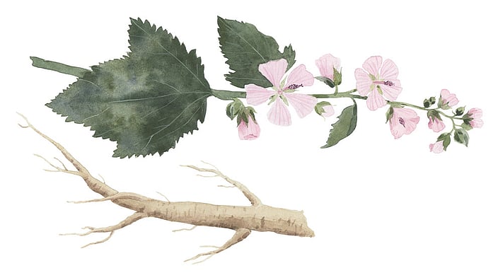 malva flor