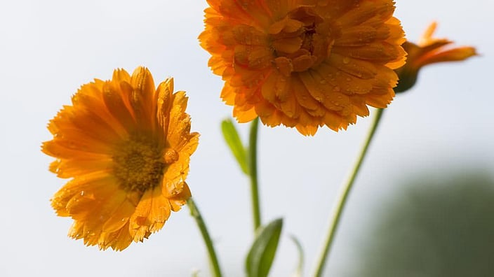 Flor de caléndula