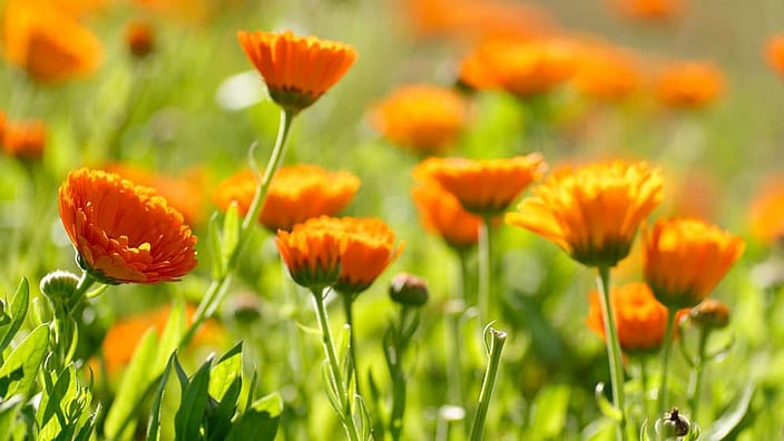 plantas de caléndula