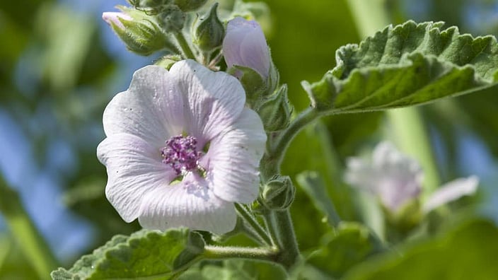 Temprano Triatleta promedio Propiedades y Beneficios de la Malva Blanca | Weled