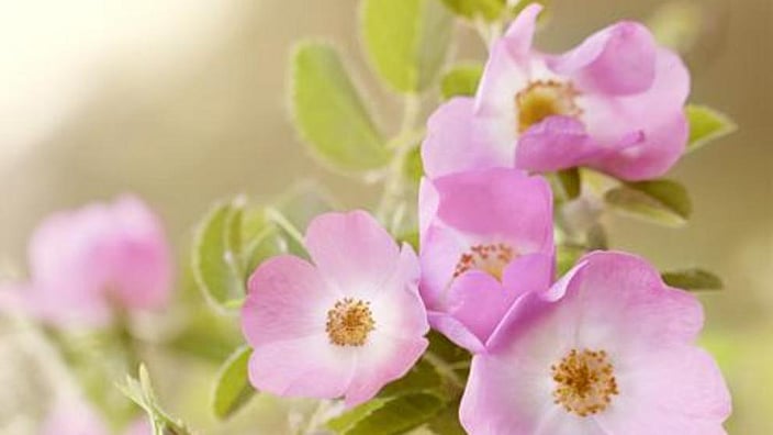 plantas de rosa mosqueta