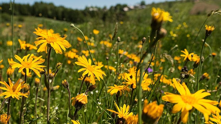 arnica flores campo