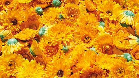 calendula