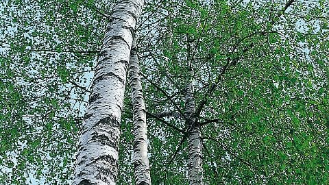 enterrar la placenta y plantar un arbol para el bebe