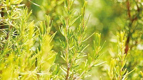 plantas de romero