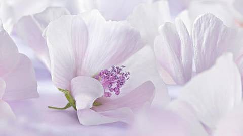 Flor de malva blanca