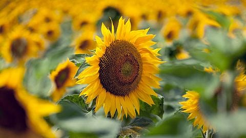 campo de girasoles