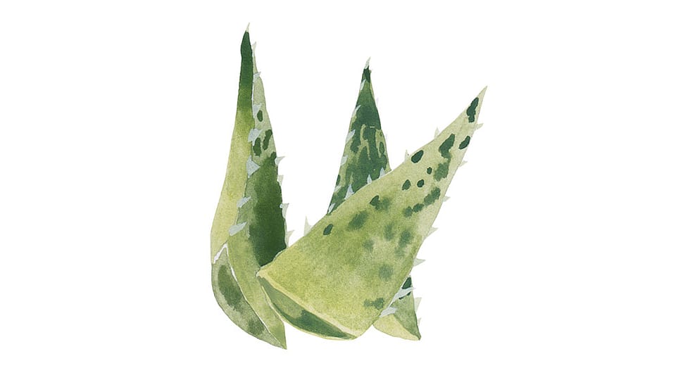 Aloe Barbadensis Leaf Juice Powder+