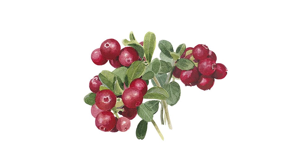 Lactobacillus/Cranberry+ Fruit Ferment Extract