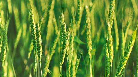 plantas de trigo