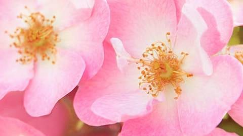 flor de rosa mosqueta