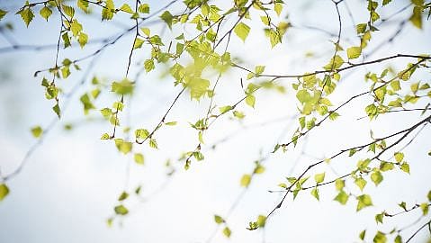 Birch