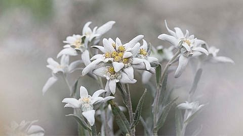 Edelweiss
