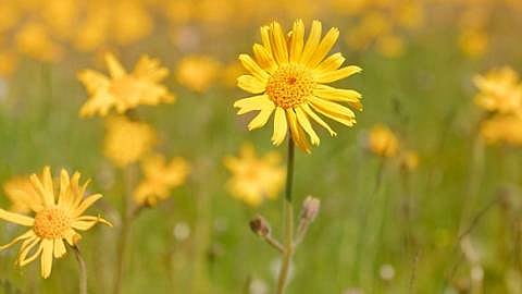 flor de árnica