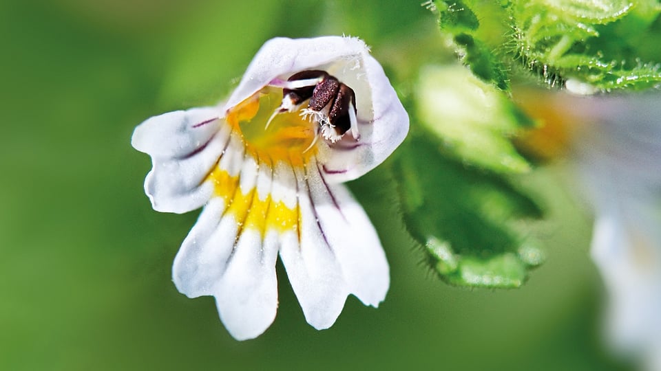 flores alergia