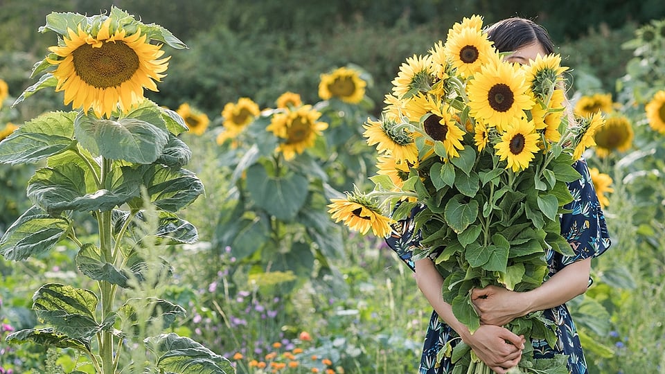 mujer en campo de girasol