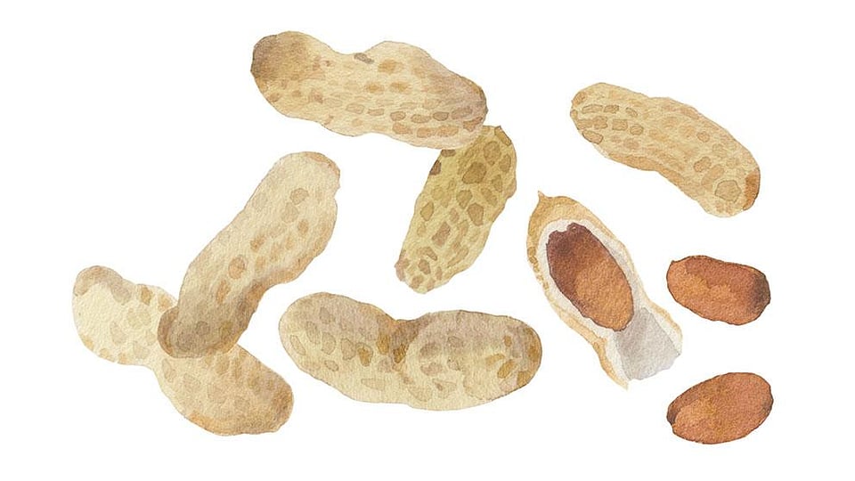 Arachis Hypogaea (Peanut) Oil