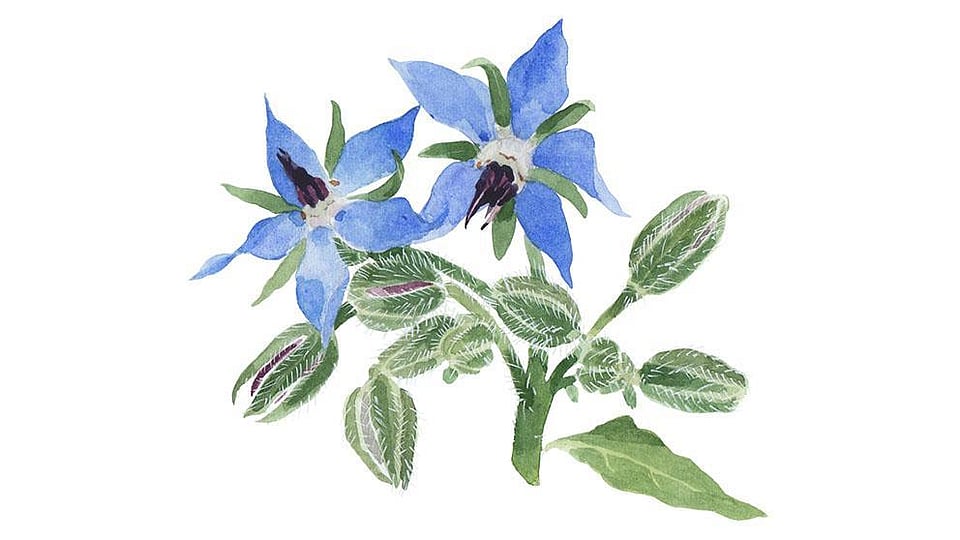 Borago Officinalis Seed Oil