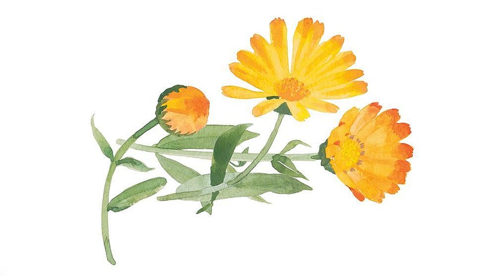 Calendula Officinalis Extract