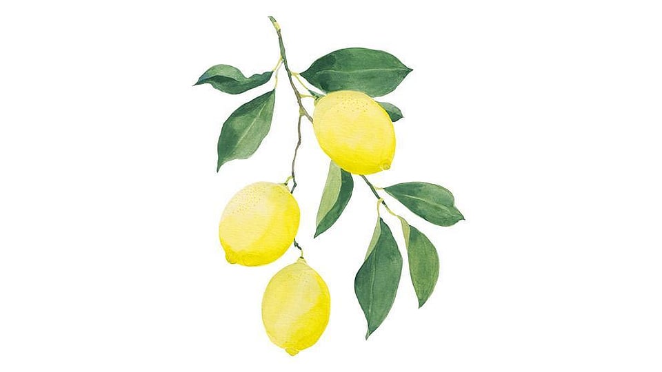 Citrus Limon (Lemon) Peel Oil