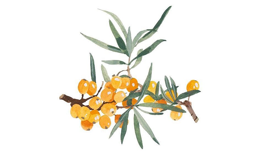 Hippophae Rhamnoides Oil