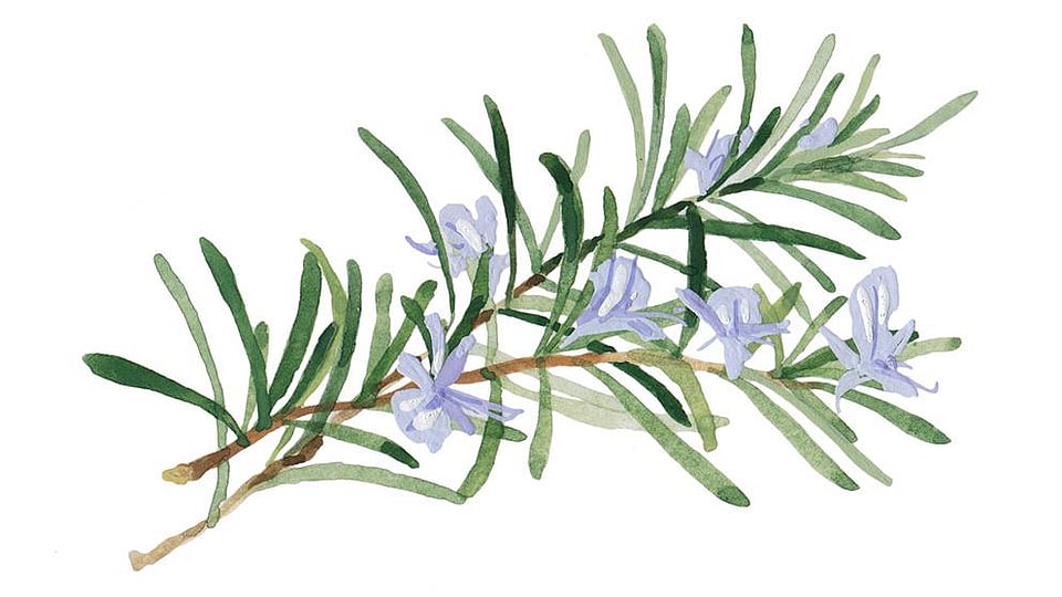 Rosmarinus Officinalis (Rosemary) Leaf Oil