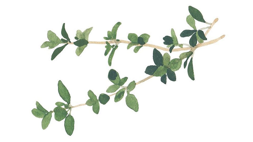 Thymus Vulgaris (Thyme) Extract