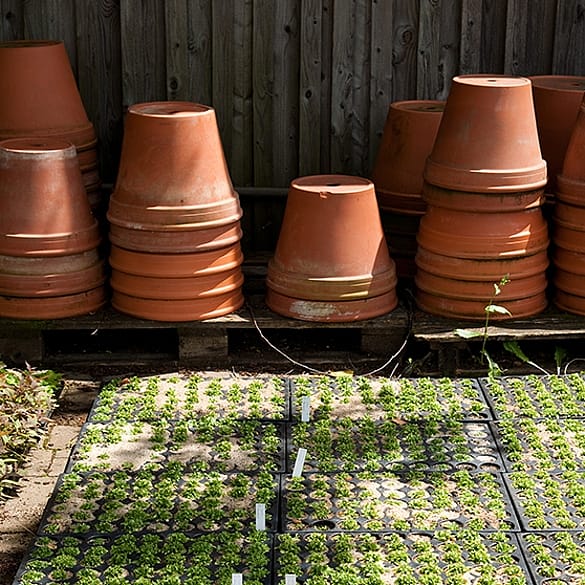 macetas y esquejes plantados en el suelo
