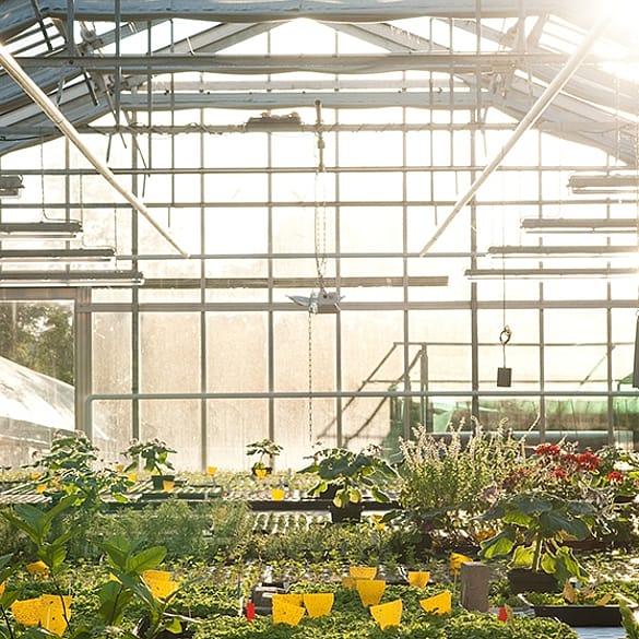 invernadero con plantas