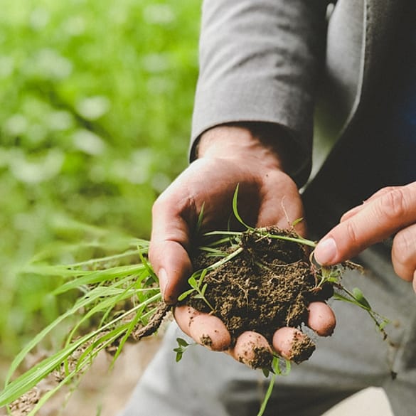 manos cogiendo tierra y raices del campo