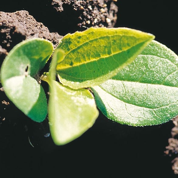 seedling