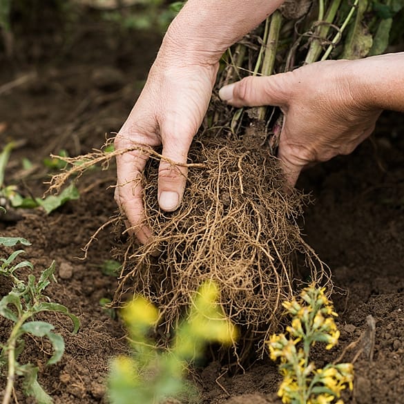 manos con raices en campo de cultivo