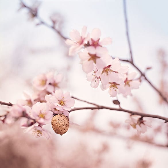 almond branch with blossoms