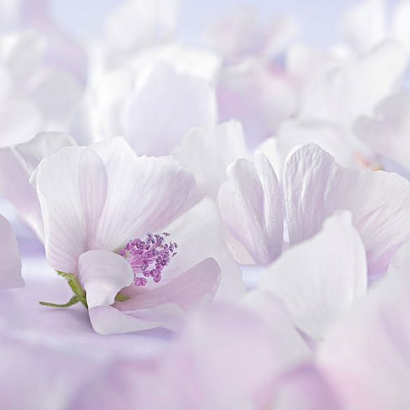 Flores del malvavisco blanco.