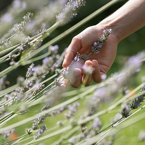 Cerca de la mano que sostiene las flores de lavanda