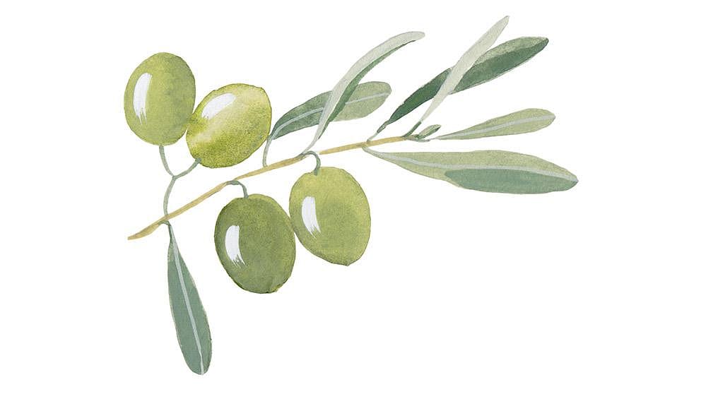 extracto de hoja de olivo
