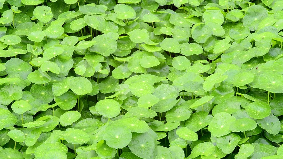 Centella asiática