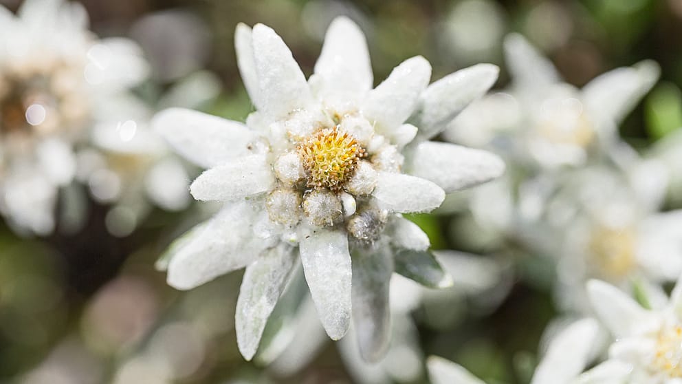 Edelweiss
